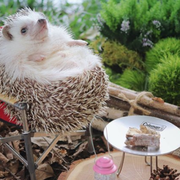Hedgehog, Domesticated hedgehog, Erinaceidae, Porcupine, Fawn, Rodent, 