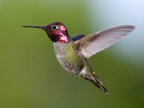 hummingbird method sex hummingbird method sex