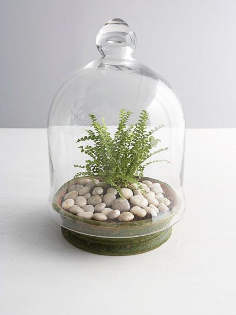 Tabletop Garden - Make Your Own Indoor Garden