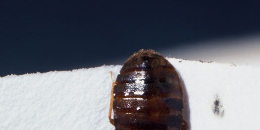 Bug Box Porn - The Best Tactics to Bedbug-Proof Your House