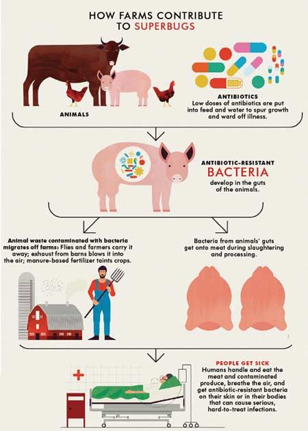 How Farms Create Superbugs - Causes Of Superbugs