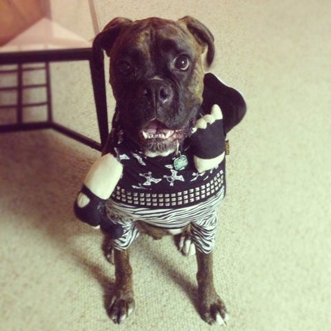 All Dressed Up: Halloween Pups image