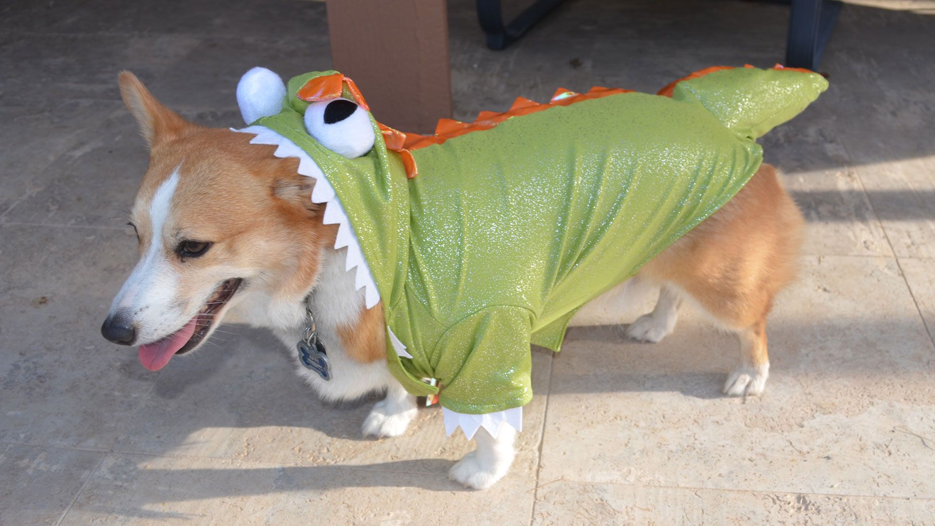 14 Pups Who Totally Owned Their Halloween Costumes recommend 14 Pups Who Totally Owned Their Halloween Costumes advise