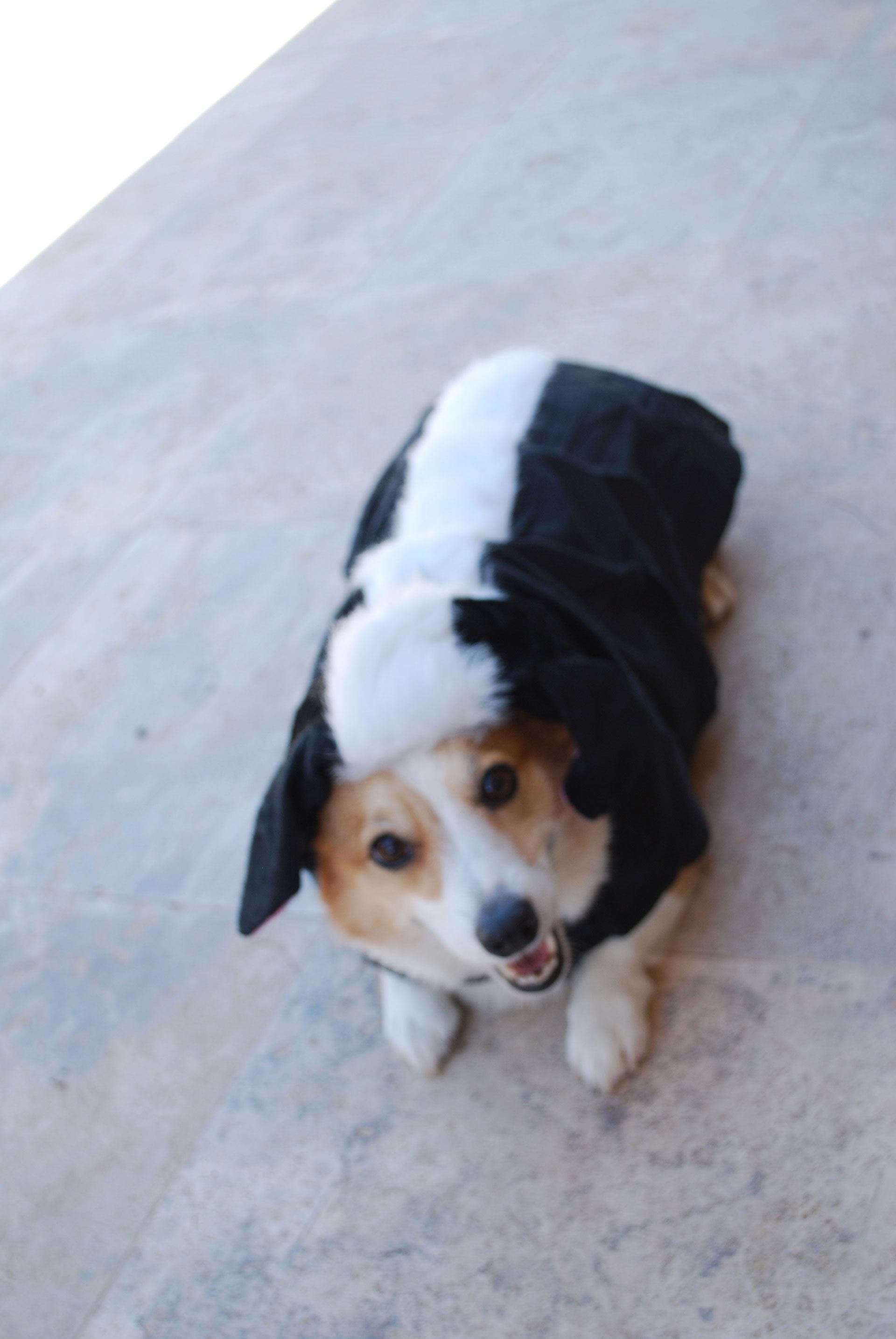 Discussion on this topic: 14 Pups Who Totally Owned Their Halloween , 14-pups-who-totally-owned-their-halloween/ Discussion on this topic: 14 Pups Who Totally Owned Their Halloween , 14-pups-who-totally-owned-their-halloween/