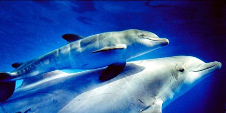 Dolphin Parents - Parenting Styles