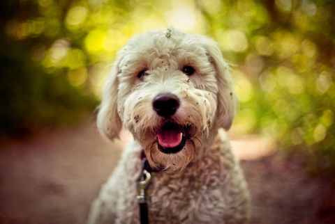 Family Designer Dog Breeds - Best Dogs for Families