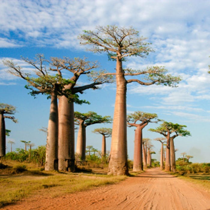 Tree, Adansonia, Nature, Woody plant, Sky, Plant, Savanna, Adaptation, Landscape, Soil, 