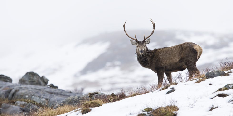 Deer, Elk, Antler, Reindeer, Winter, Horn, Atmospheric phenomenon, Slope, Natural material, Freezing, 