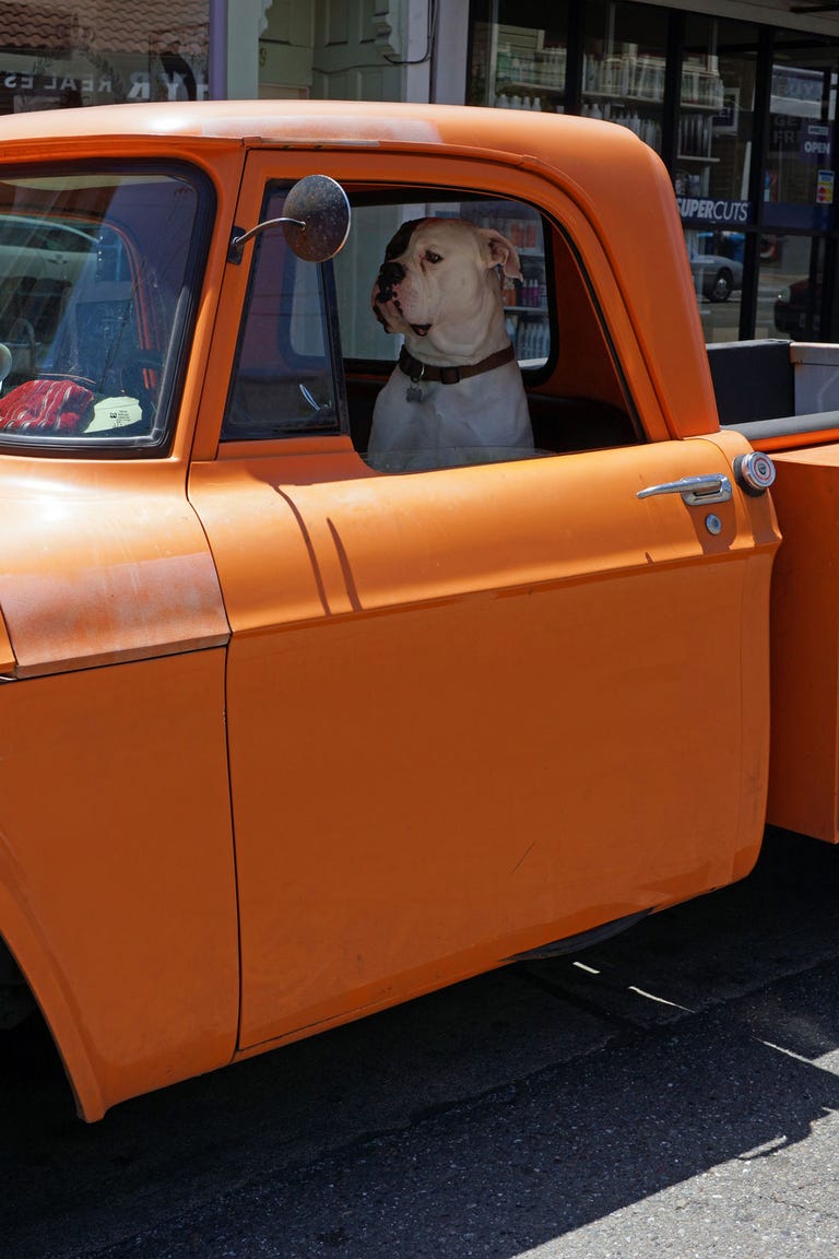 Here Are a Ton of Dogs in Trucks