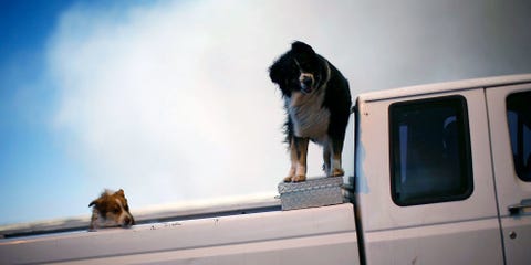 Here Are a Ton of Dogs in Trucks