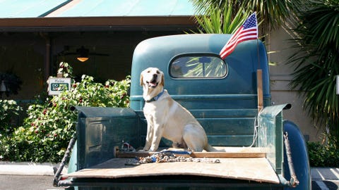 Here Are a Ton of Dogs in Trucks