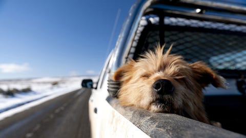 Here Are a Ton of Dogs in Trucks