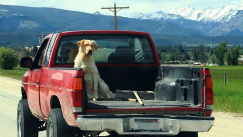 Here Are a Ton of Dogs in Trucks