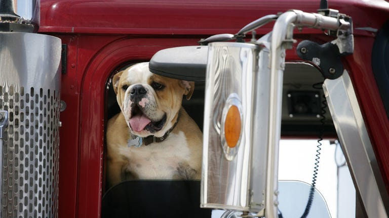 Here Are a Ton of Dogs in Trucks