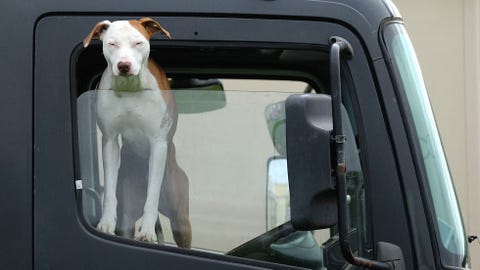 Here Are a Ton of Dogs in Trucks