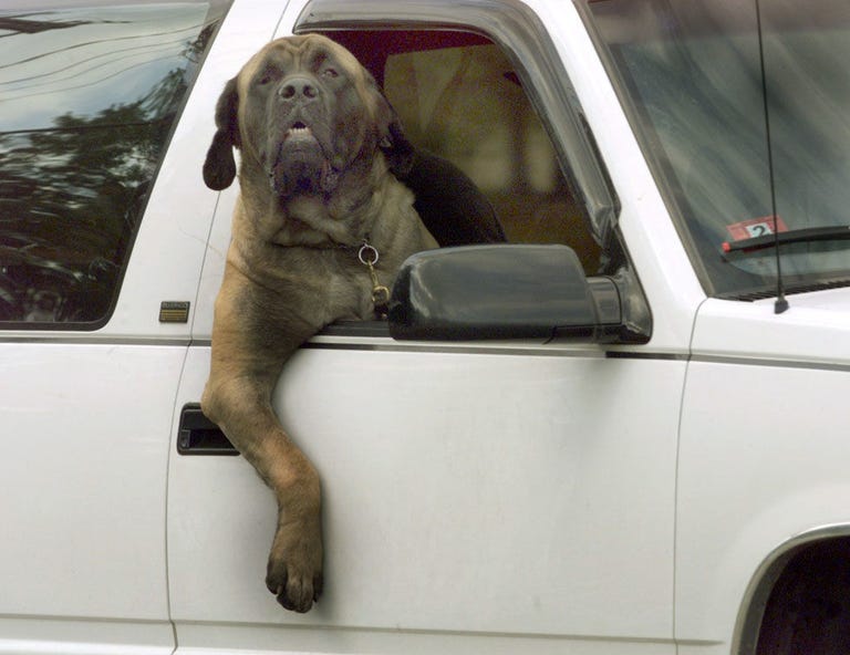 Here Are a Ton of Dogs in Trucks