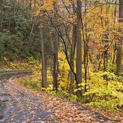 Fall Leaf covered road