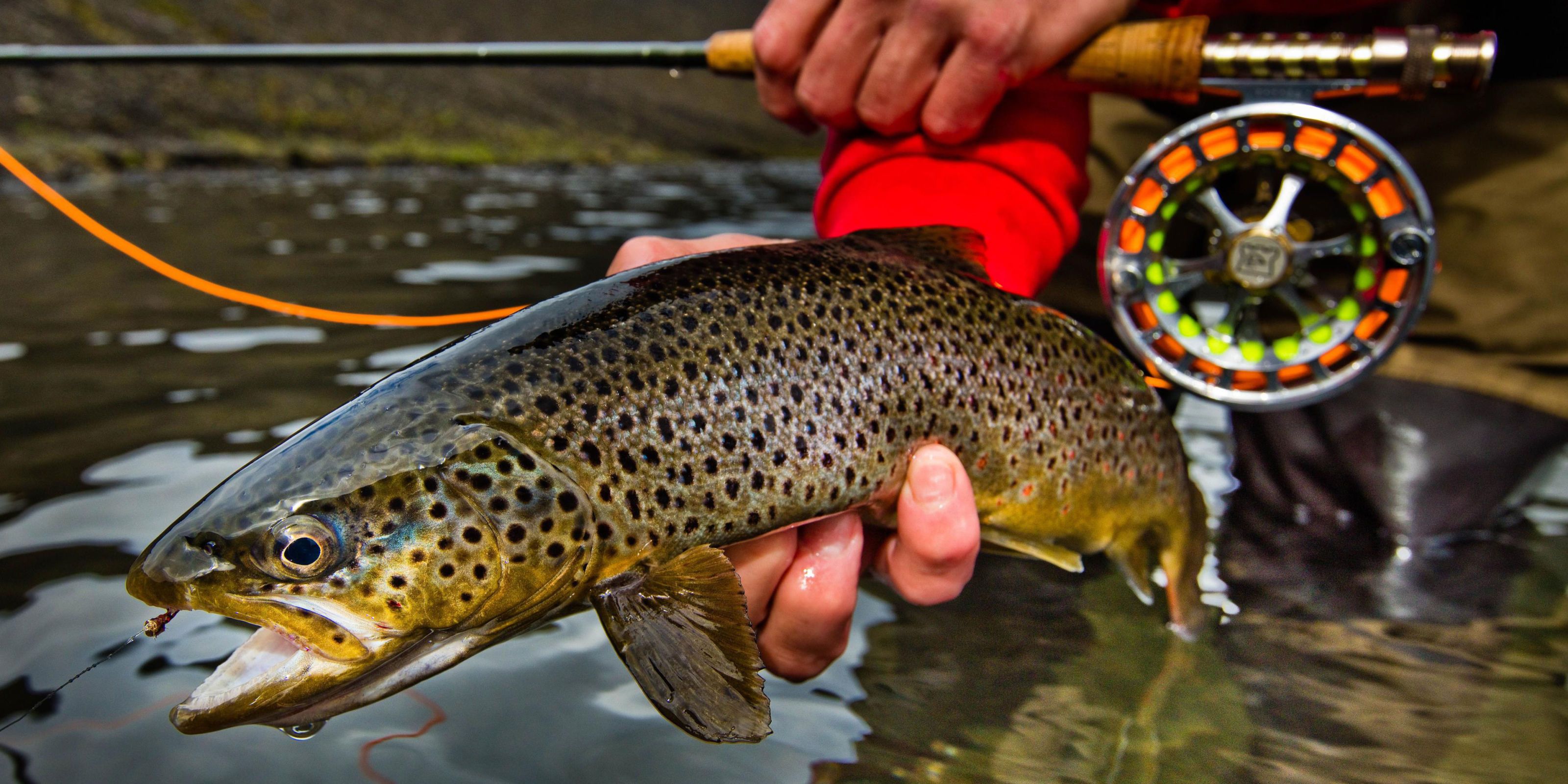 fenwick river runner trout rod