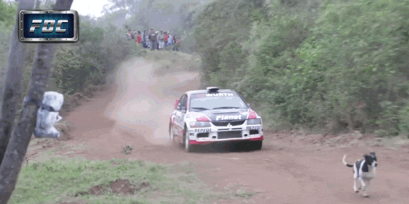 1472484390-rally-dog.gif