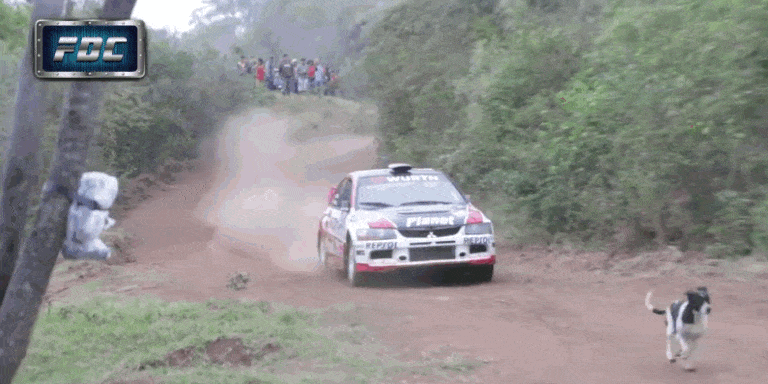Watch This Dog Narrowly Avoid Disaster On a Rally Stage