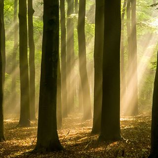 What Kinds of Wood is in Your Car?