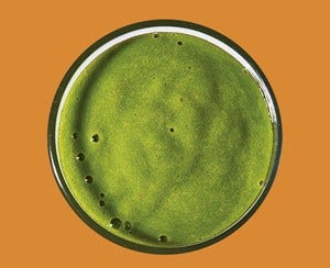 Green, Yellow, Leaf, Colorfulness, Circle, Macro photography, Algae, Green algae, 