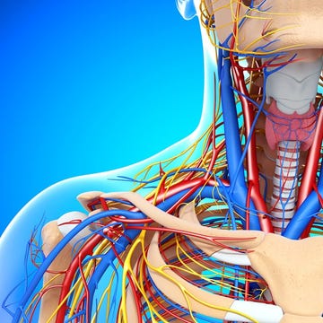 Blue, Joint, Colorfulness, Human anatomy, Electric blue, Organ, Orange, Aqua, Knee, Nerve, Blue, Joint, Colorfulness, Human anatomy, Electric blue, Organ, Orange, Aqua, Knee, Nerve,