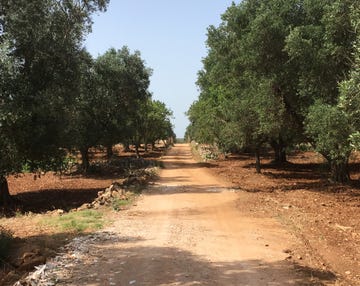 road, woody plant, sunlight, soil, trail, thoroughfare, dirt road, shade, path,