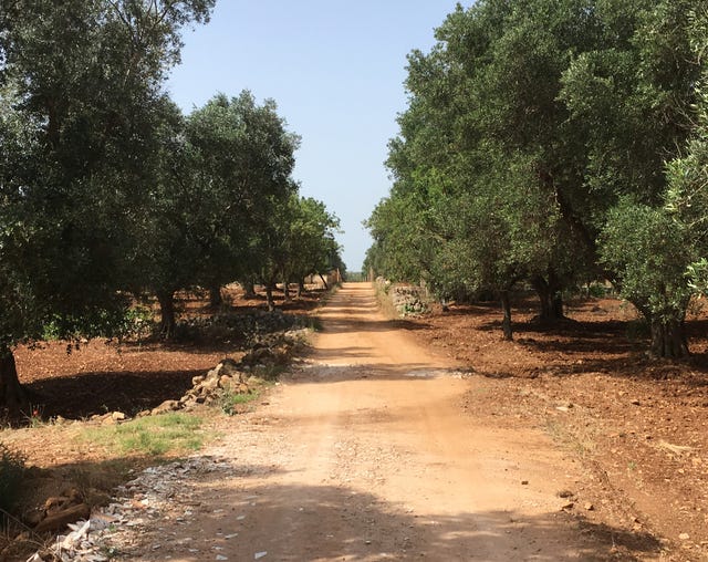 road, woody plant, sunlight, soil, trail, thoroughfare, dirt road, shade, path,