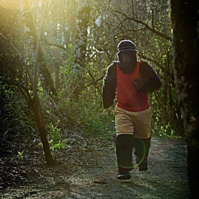 People in nature, Forest, Sunlight, Woodland, Old-growth forest, Morning, Jungle, Trail, Adventure, Hiking, 