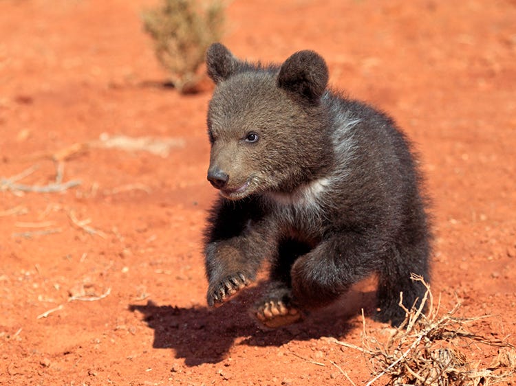 5 animals that could beat you in a race 5 animals that could beat you in a race