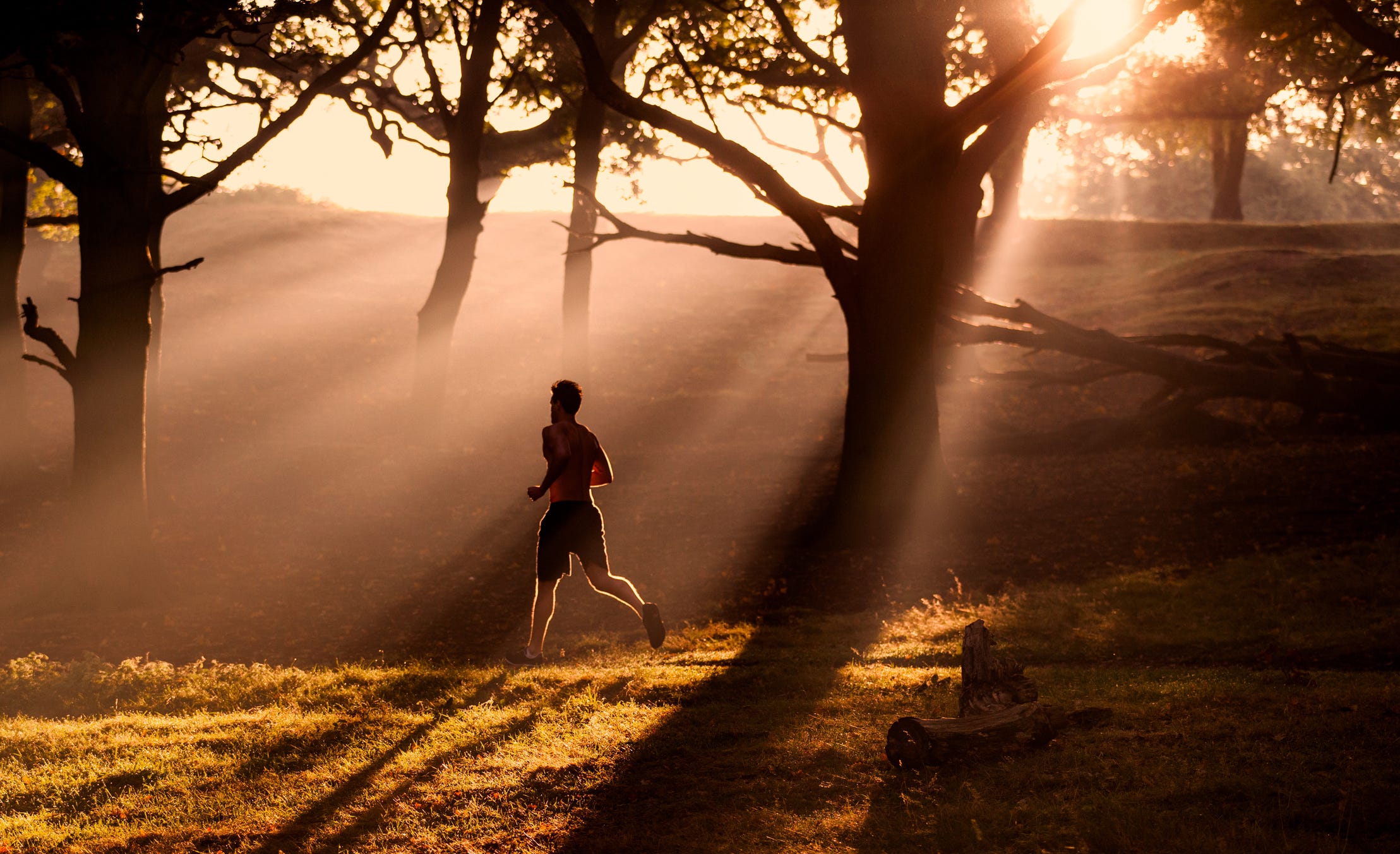 People in nature, Nature, Sunlight, Morning, Atmospheric phenomenon, Light, Tree, Branch, Sky, Photography, 