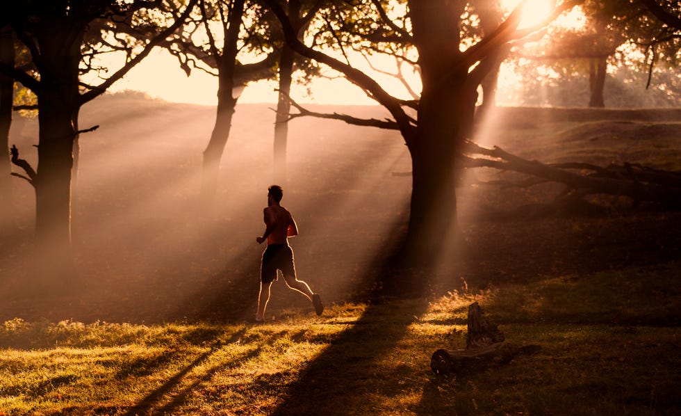 People in nature, Nature, Sunlight, Morning, Atmospheric phenomenon, Light, Tree, Branch, Sky, Photography, 