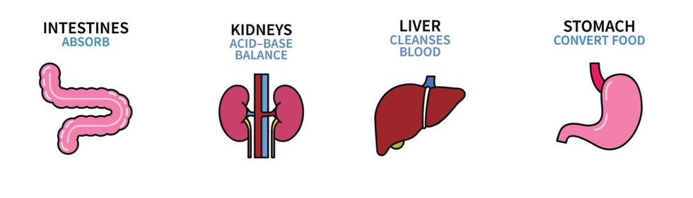 Text, Organ, Joint, Diagram, Line, Font, Human body, Organism, Elbow, Logo, 