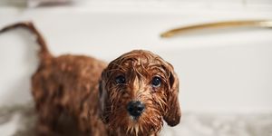 Dog, Vertebrate, Canidae, Mammal, Dog breed, Carnivore, Cockapoo, Snout, Sporting Group, Puppy, 