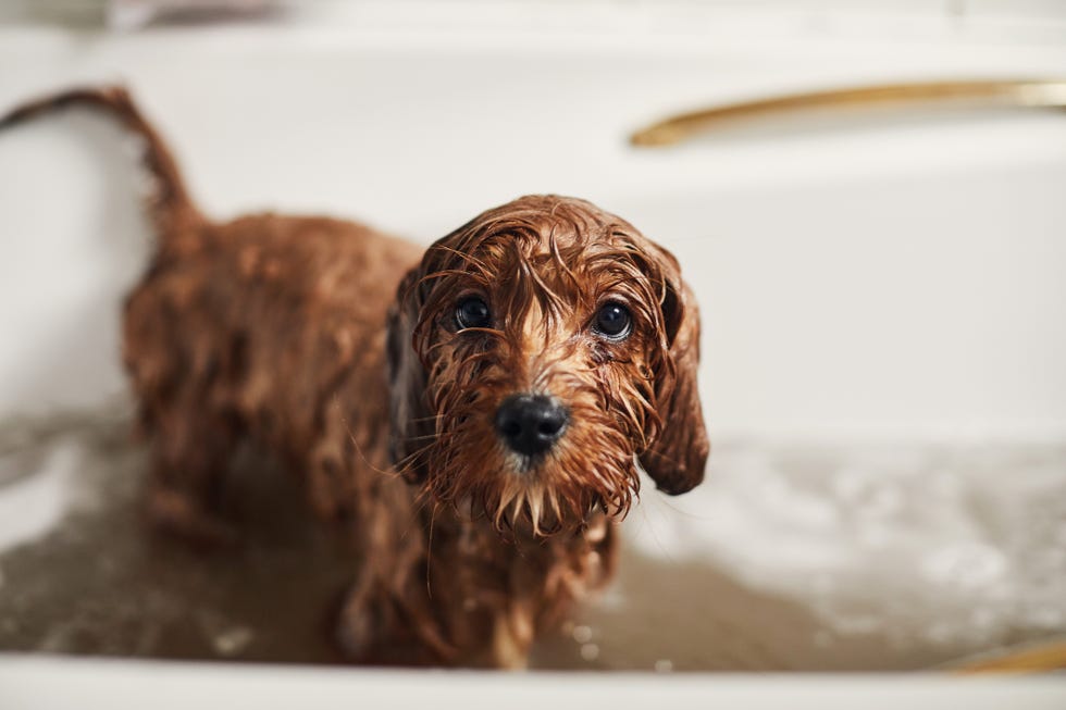 Dog, Vertebrate, Canidae, Mammal, Dog breed, Carnivore, Cockapoo, Snout, Sporting Group, Puppy, 