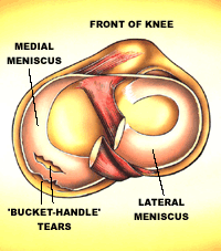 Amber, Font, Organ, Human anatomy, Nerve, Illustration, Flesh, Science, Graphic design, 