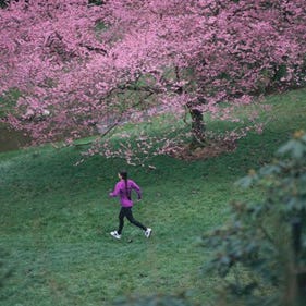 Nature, Grass, Natural environment, Green, Purple, Pink, People in nature, Magenta, Groundcover, Jogging, Nature, Grass, Natural environment, Green, Purple, Pink, People in nature, Magenta, Groundcover, Jogging,