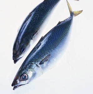 Blue, Vertebrate, Fish, Iris, Azure, Fin, Fish, Grey, Mackerel, Marine biology, 