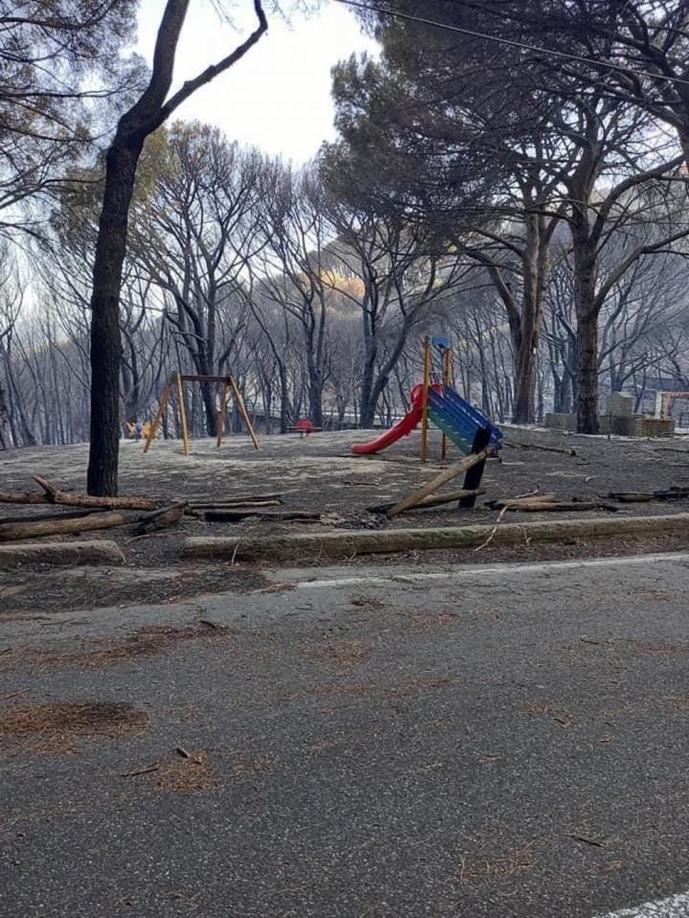La pineta di Siano, distrutta da un incendio la scorsa estate, è uno dei siboli della voglia di rinascita cittadina