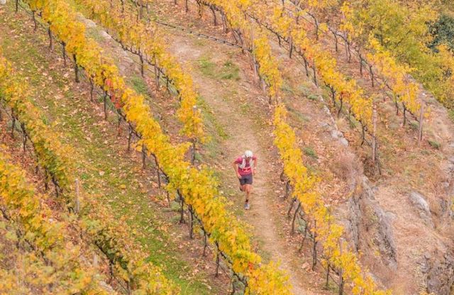 In corsa tra i filari di viti a Valtellina Wine Trail ( )