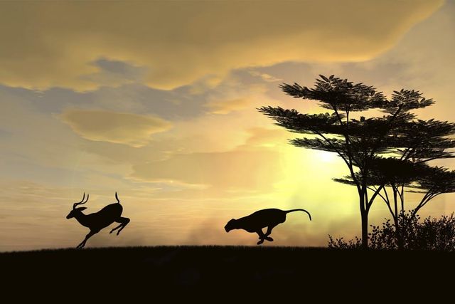 Leone e gazzella: due modi opposti di affrontare la sfida