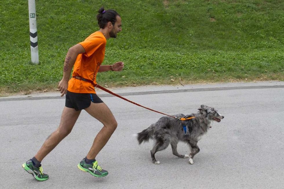 Dopo qualche passo insieme, invitare il cane ad avanzare davanti a noi e fare in modo che la linea ammortizzata sia perfettamente tesa durante la corsa