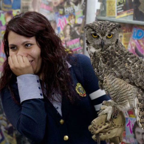 Harry Potter Memorabilia Collection Owl