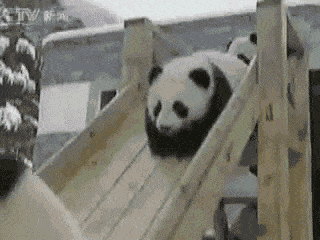 Panda, Vertebrate, Photograph, White, Adaptation, Terrestrial animal, Carnivore, Monochrome, Photography, Black, 