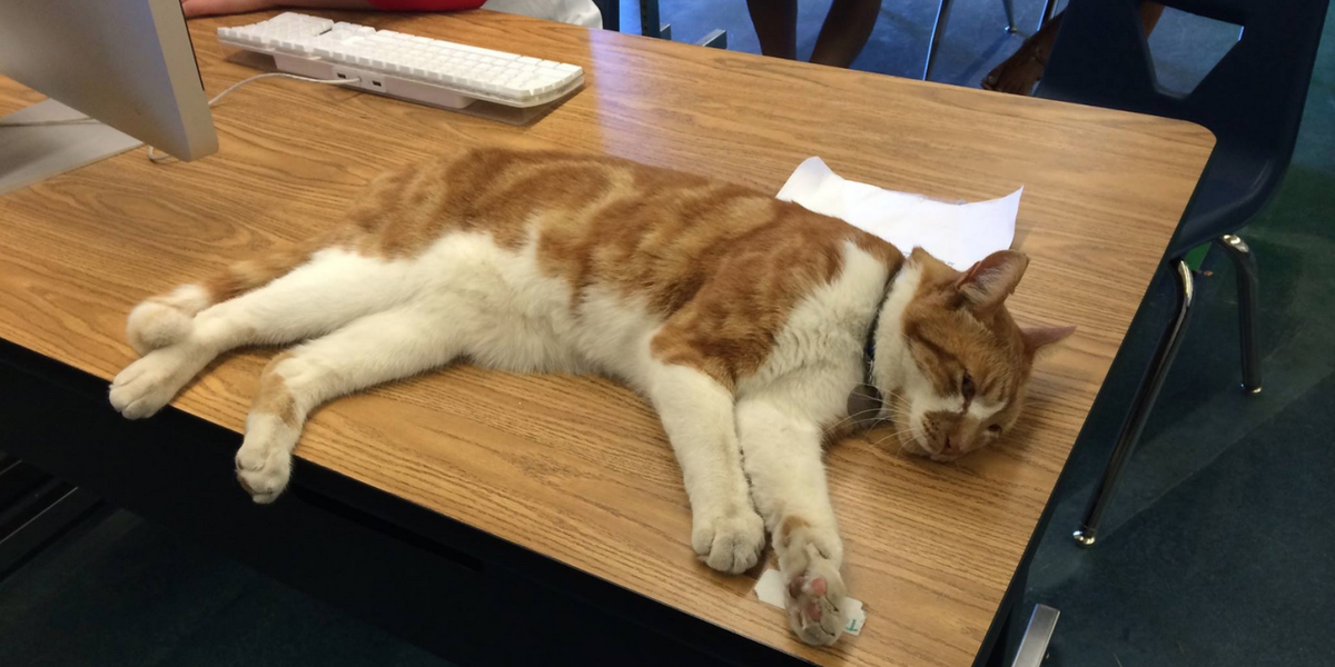 This Cat Just Became an Official High School Student (Seriously!)