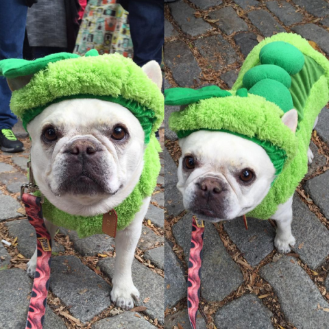 Cutest Pet Halloween Costumes - Pet Costumes