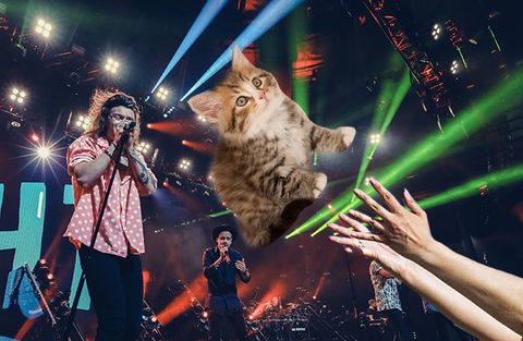 Entertainment, Microphone, Musician, Performing arts, Musical ensemble, Pop music, Music artist, Felidae, Small to medium-sized cats, Carnivore, 