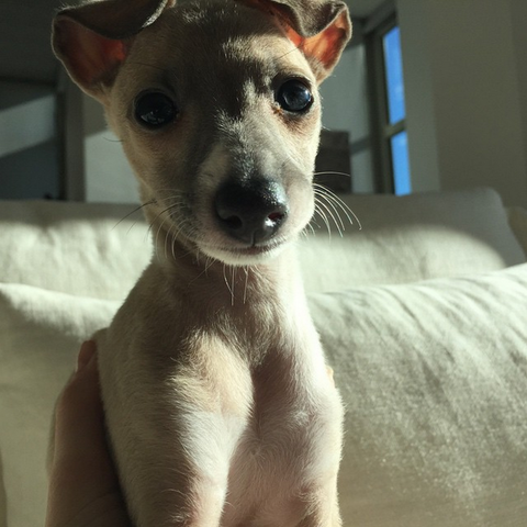 Kylie Jenner Might Get In Trouble After Complaints Her Dog Is Too Skinny