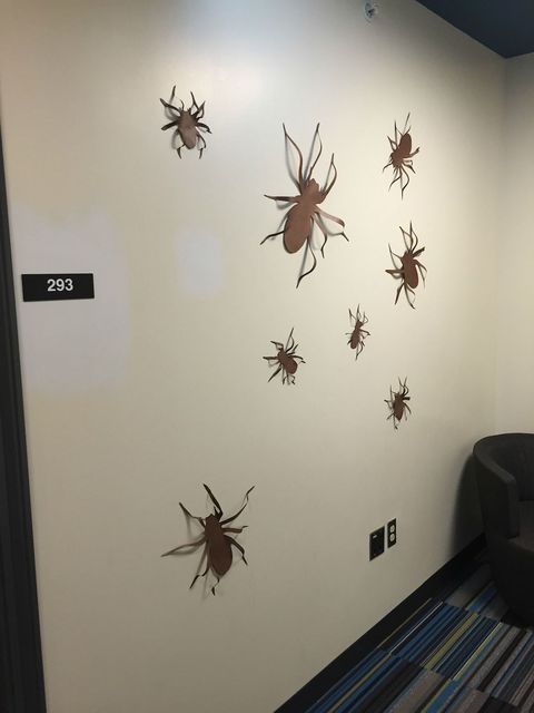 Invertebrate, Arthropod, Wall, Insect, Pest, Ceiling, Design, Spider, Arachnid, Parasite, 